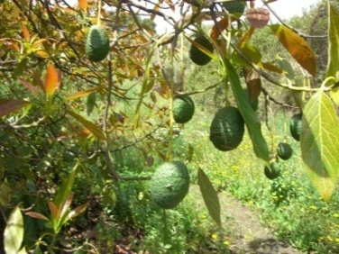 Avocados